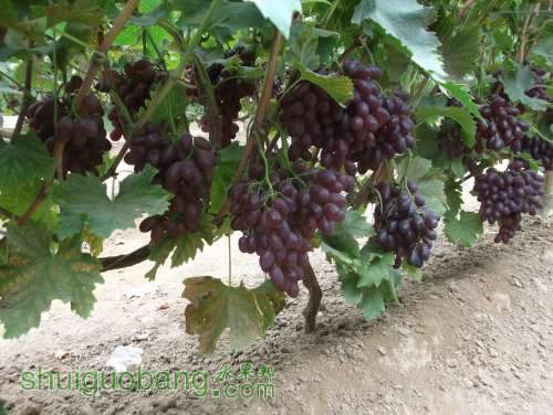 Ƭ 070.jpg
