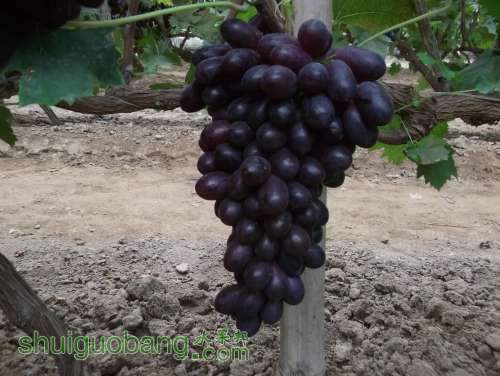 Ƭ 064.jpg