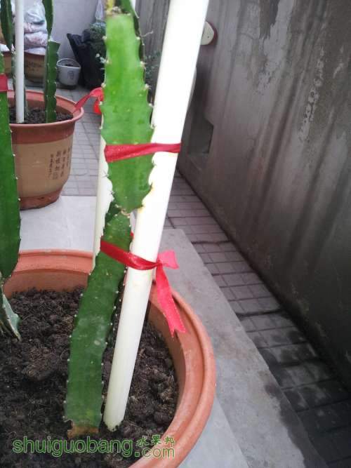 ˮ