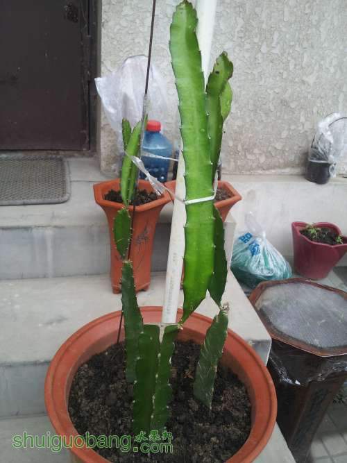 ǰ