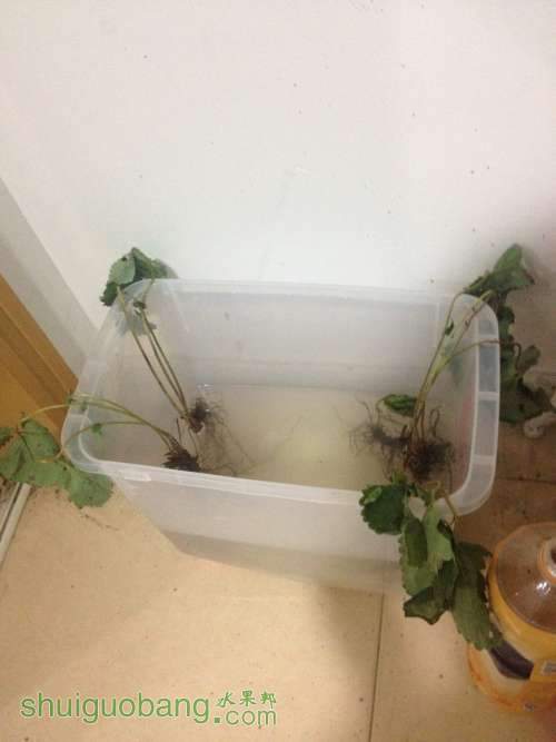��ݮ��Ƭ 029_conew1.jpg
