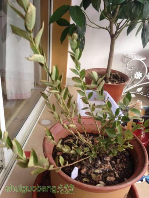 ��ݮ��Ƭ 034_conew1.jpg