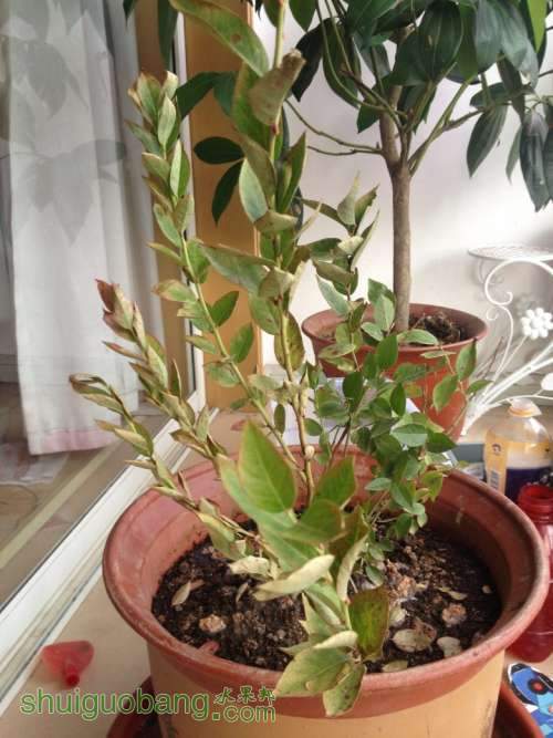 ��ݮ��Ƭ 033_conew1.jpg
