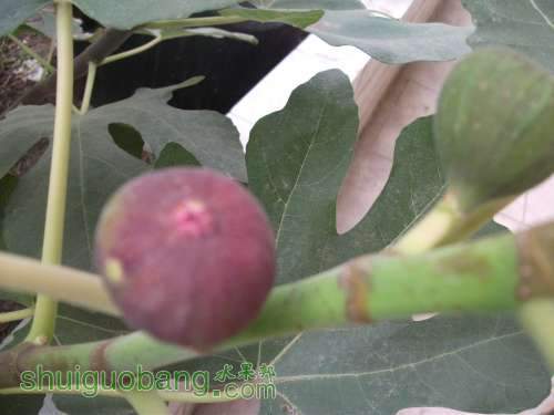 Ƭ 049.jpg