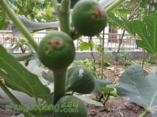 Ƭ 051.jpg