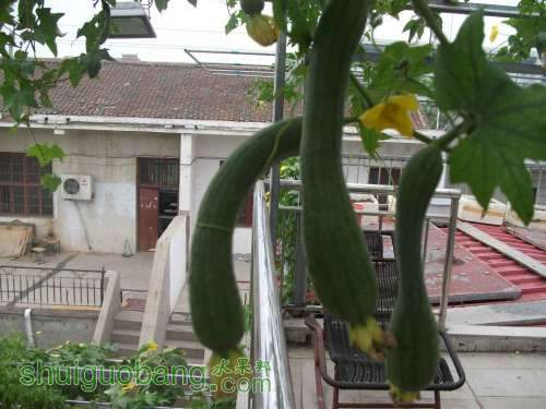 Ƭ 029.jpg