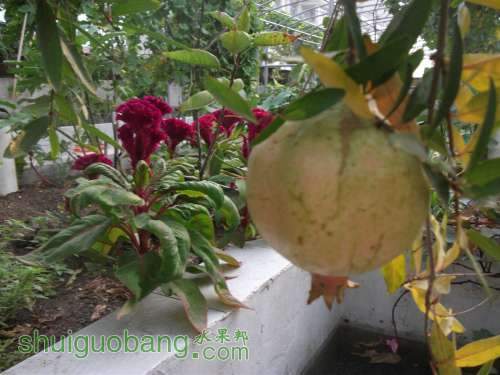 Ƭ 038.jpg