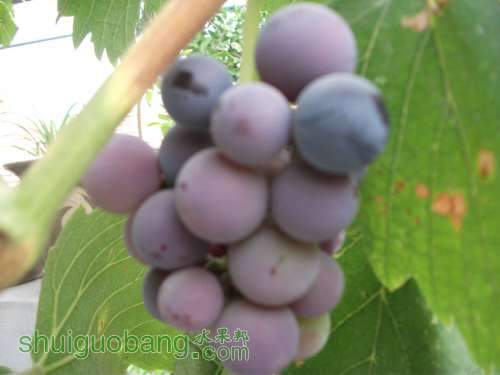 Ƭ 043.jpg