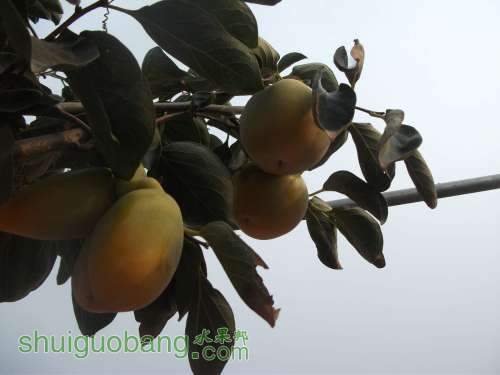 Ƭ 045.jpg