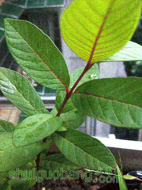 IMG_1790.GIF