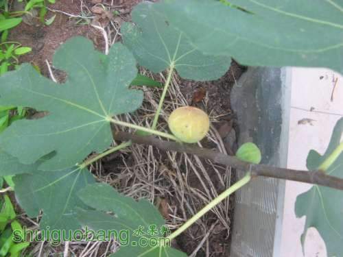 Ƭ 1219.jpg