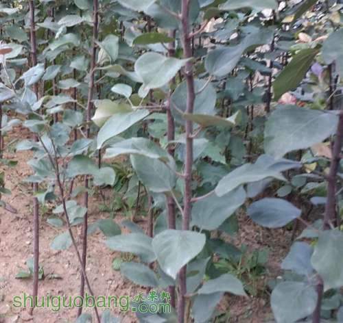 ��2 (С��).jpg