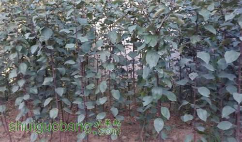 ��3 (С��).jpg