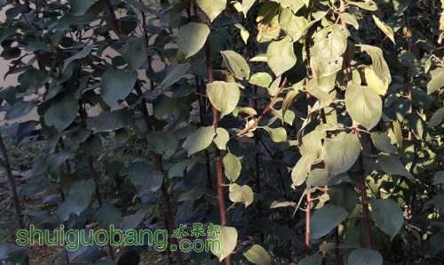 ��4 (С��).jpg