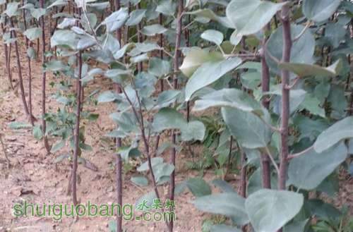 ����ƻ����1 (С��).jpg