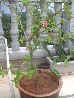 img1005_092244281.jpg