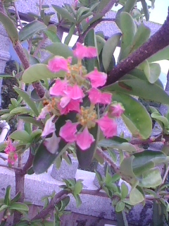 img1005_092132176.jpg