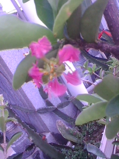 img1005_092223555.jpg