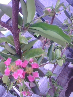 img1005_092235018.jpg