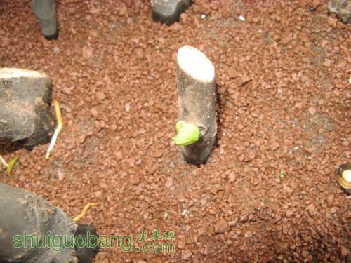 Ƭ 009.jpg