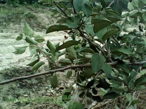 IMG0008A.jpg