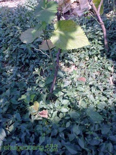 ������С 20131007231.jpg