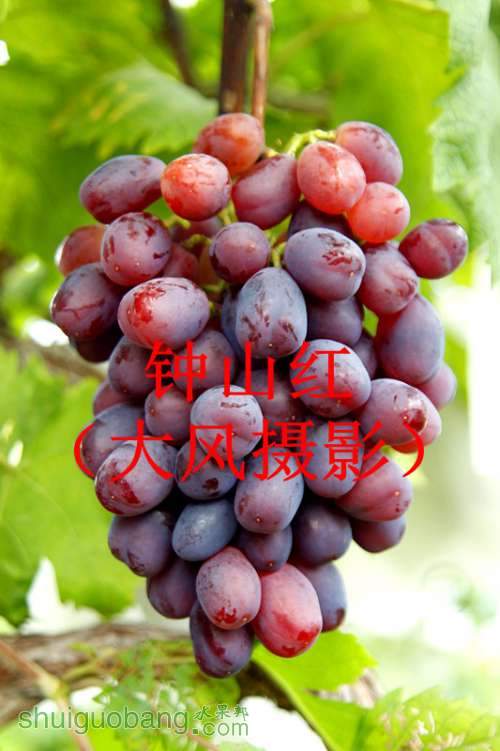 ɽ죨żҸۣ