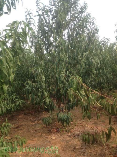 shuguan3.jpg