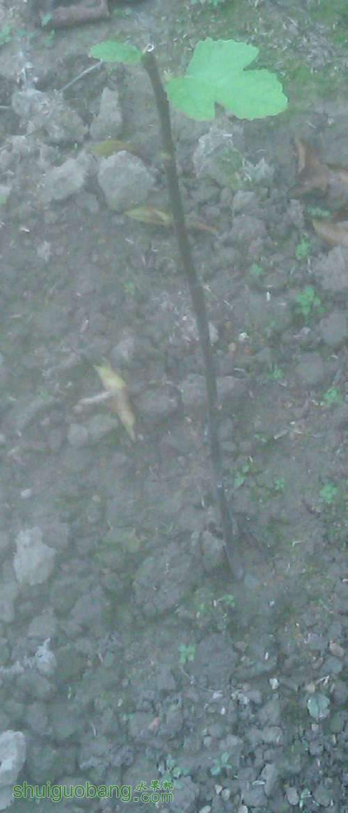 IMAG0352.jpg
