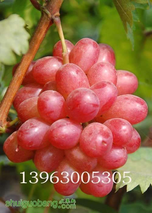 081640vi.jpg