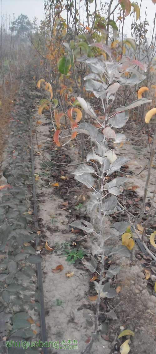 DSCF6552.JPG