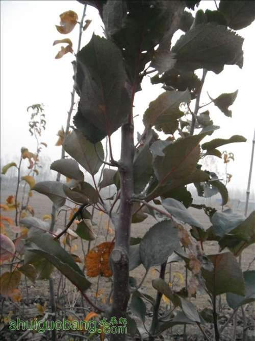 DSCF6555.JPG