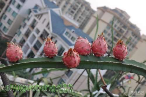 ���ճɽ�1000����������̨��԰ ��ˮ��5.JPG