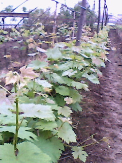 IMG0120A.jpg