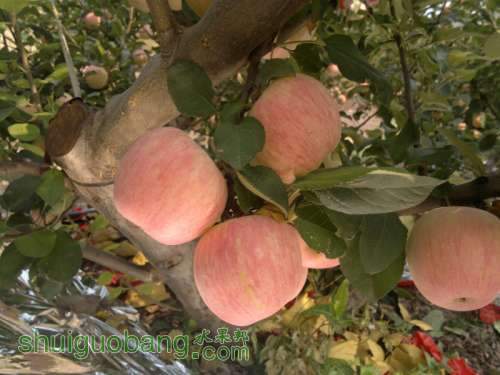2013-10-10-441.jpg