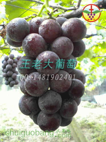 DSCN1003.gif