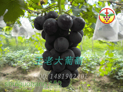 DSCN1016.gif