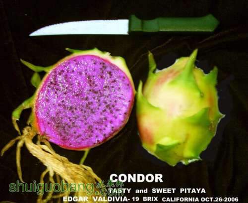 condor best_.jpg