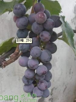 ǣ.jpg