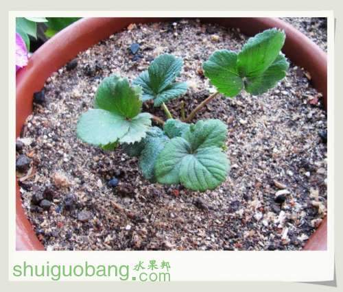 ���ܲ�ݮ