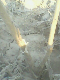 IMG0069A.jpg
