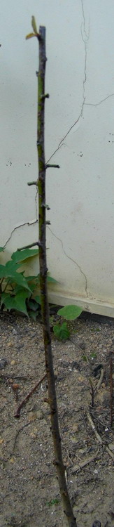 182010qajzgqcc15ooad1l.jpg