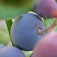 image026.jpg