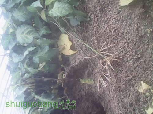 Ǥ�����������