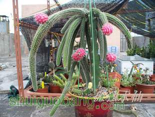 T1DoyqXiJSXXb_AlZ3_051125_jpg_310x310.jpg