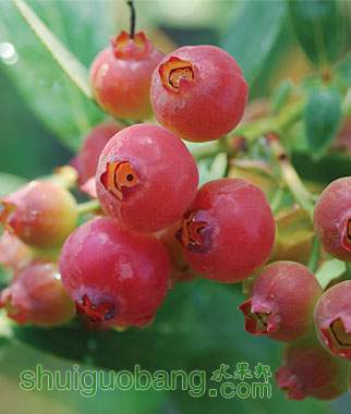 prod001577_lg.jpg