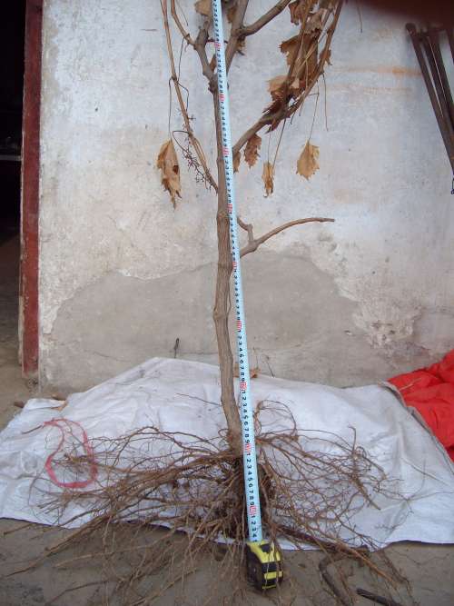 SANY1673.JPG