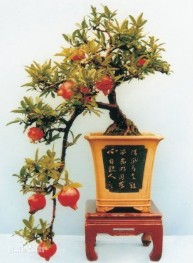 ʯ辰Ƭ2.jpg