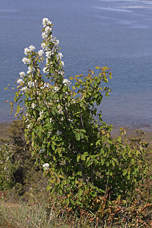 220px-Amelanchier_alnifolia_6338.jpg