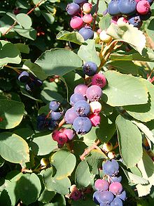 220px-Amelanchier_ovalis3.jpg